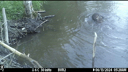 animated image of beavers wrestling at the surface of the water
