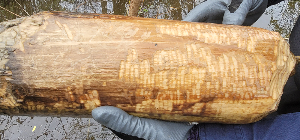 Beaver teeth marks on a log