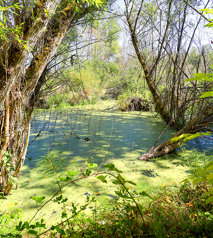 Cascadia Colloge wetland