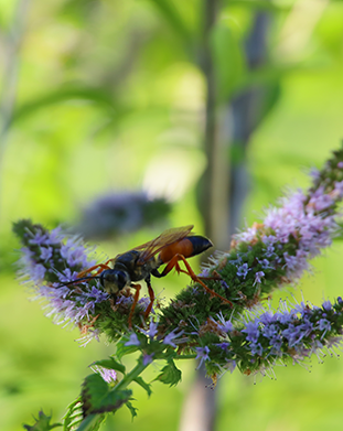 Student Life Sustainability